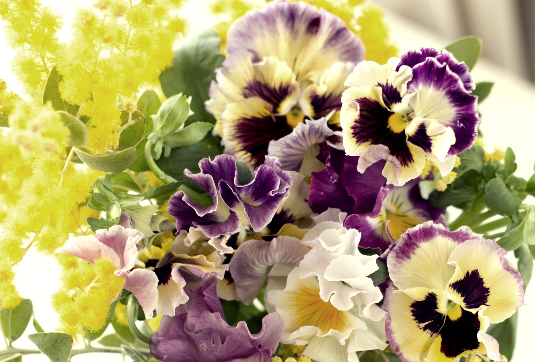 Earth Pansy HD Wallpaper | Background Image
