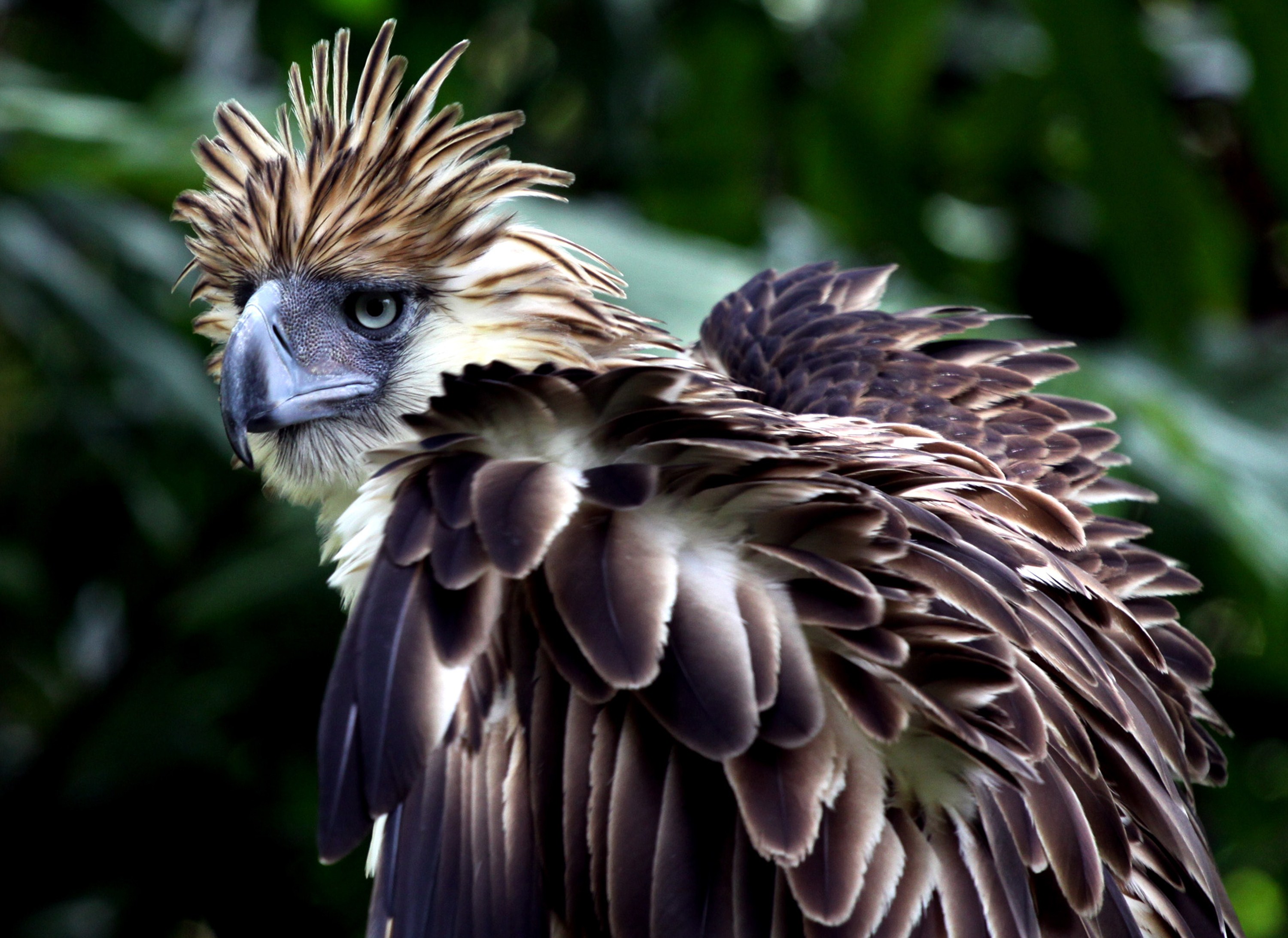 Philippine Eagle HD Wallpaper | Background Image ...