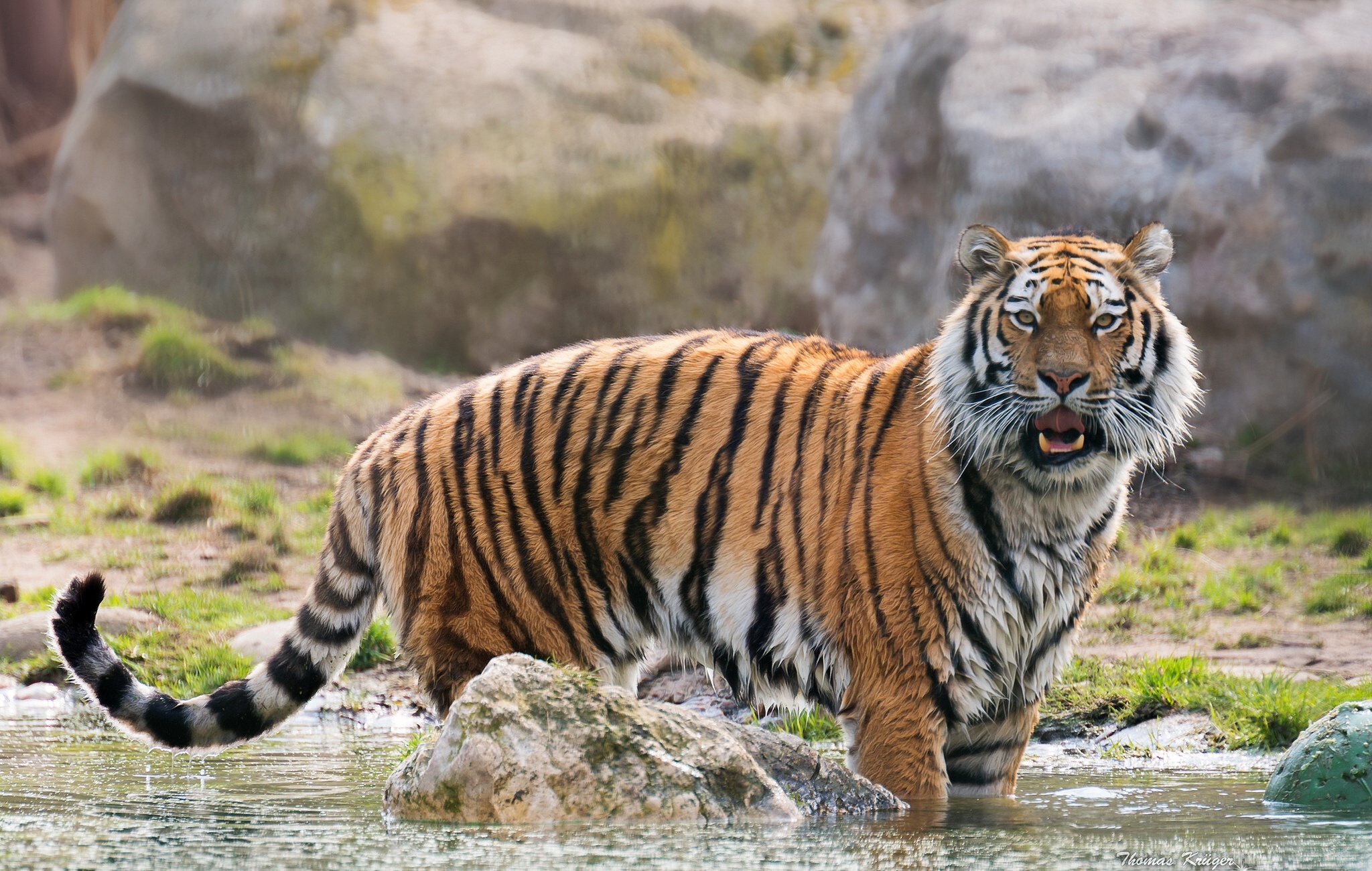 Animal Tiger HD Wallpaper