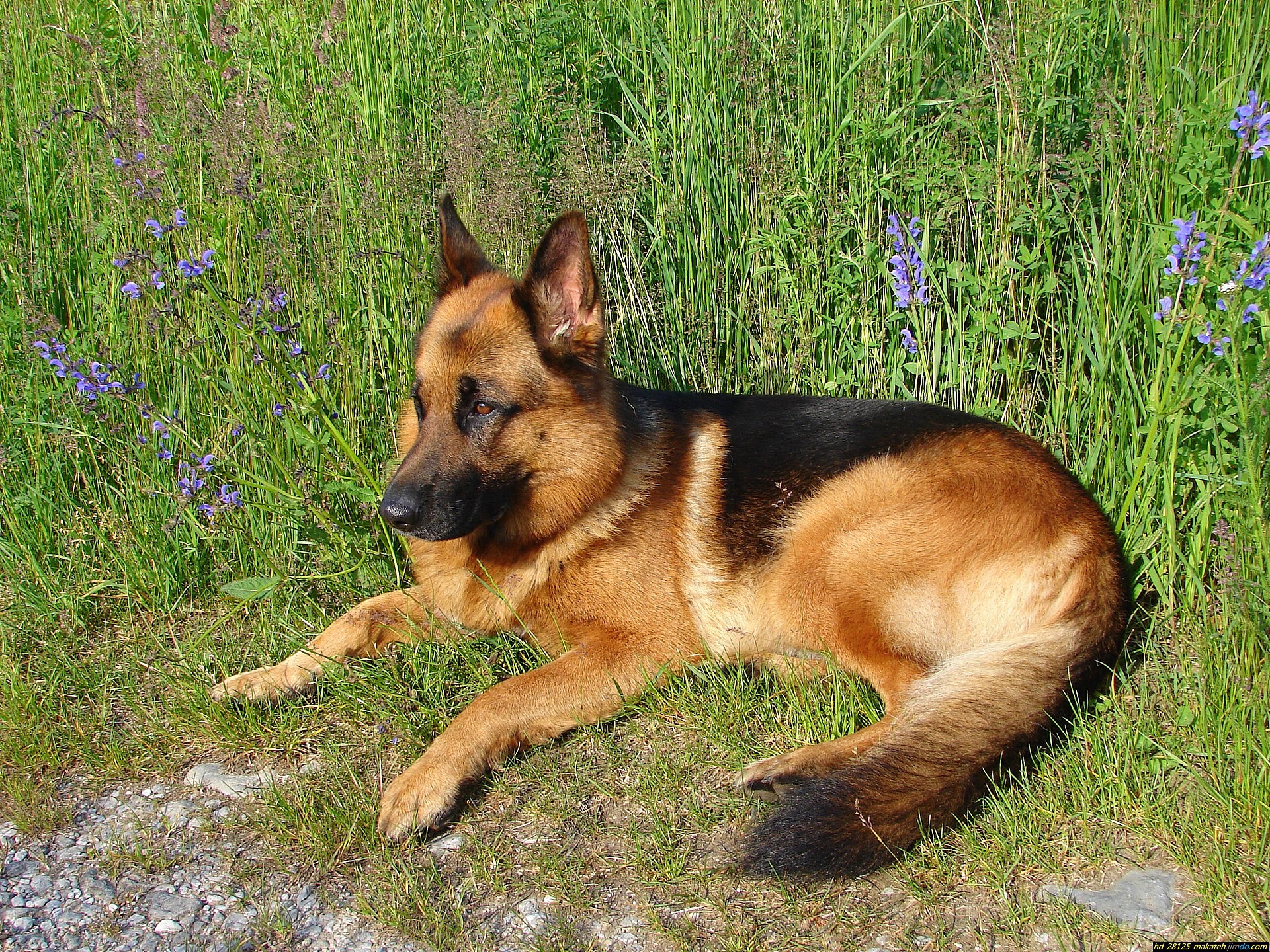 makateh. 
