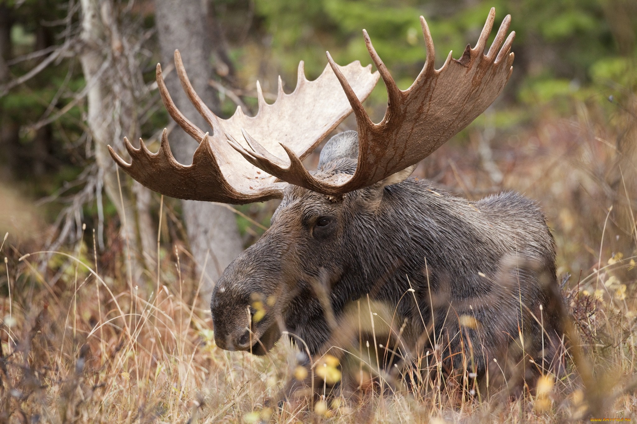 Moose HD Wallpaper
