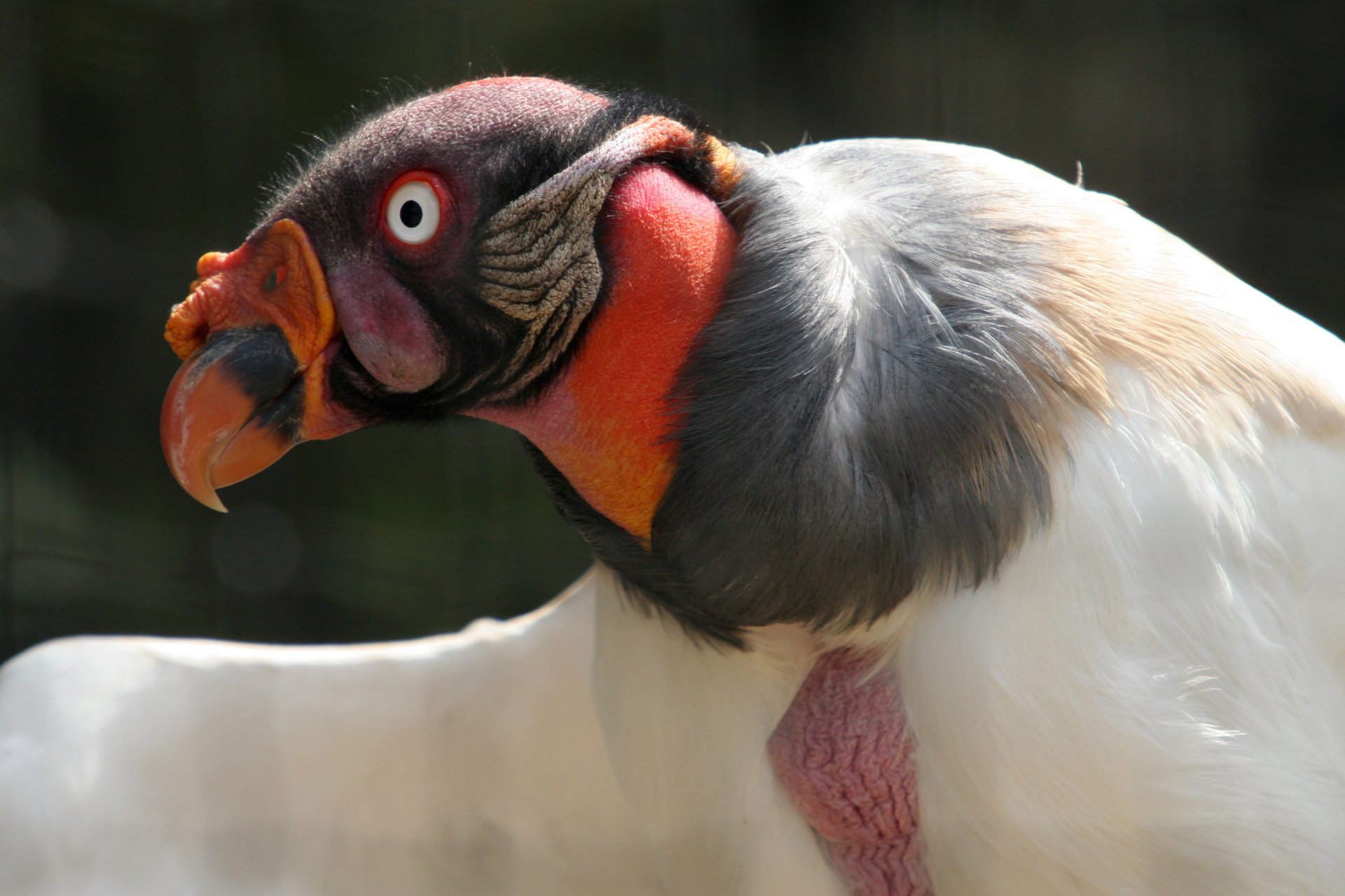 Download Animal Vulture HD Wallpaper