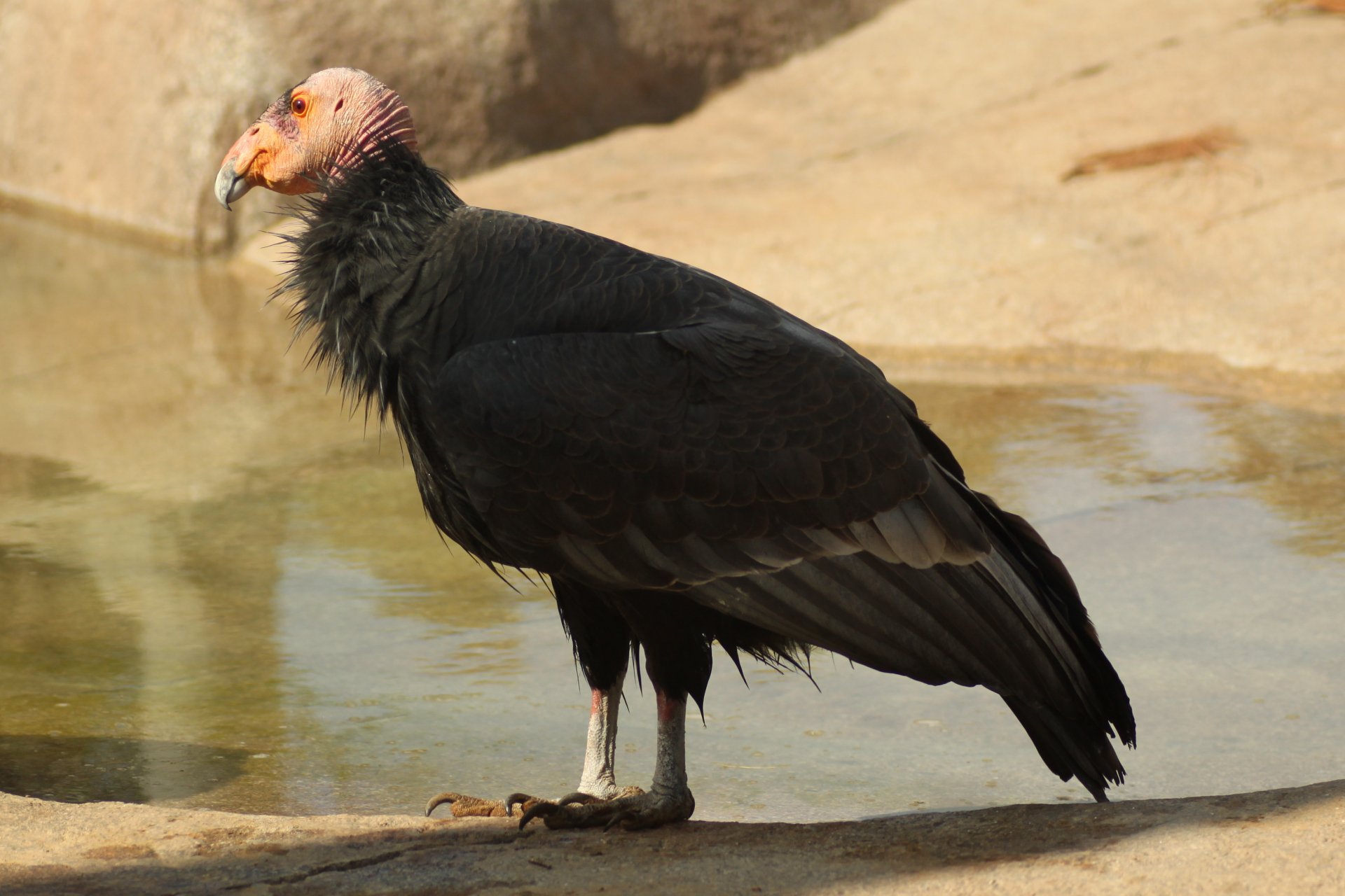 Download Animal California Condor HD Wallpaper