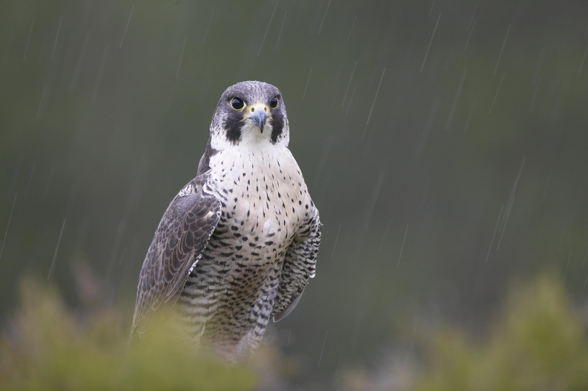 Download Bird Animal Peregrine Falcon 4k Ultra HD Wallpaper