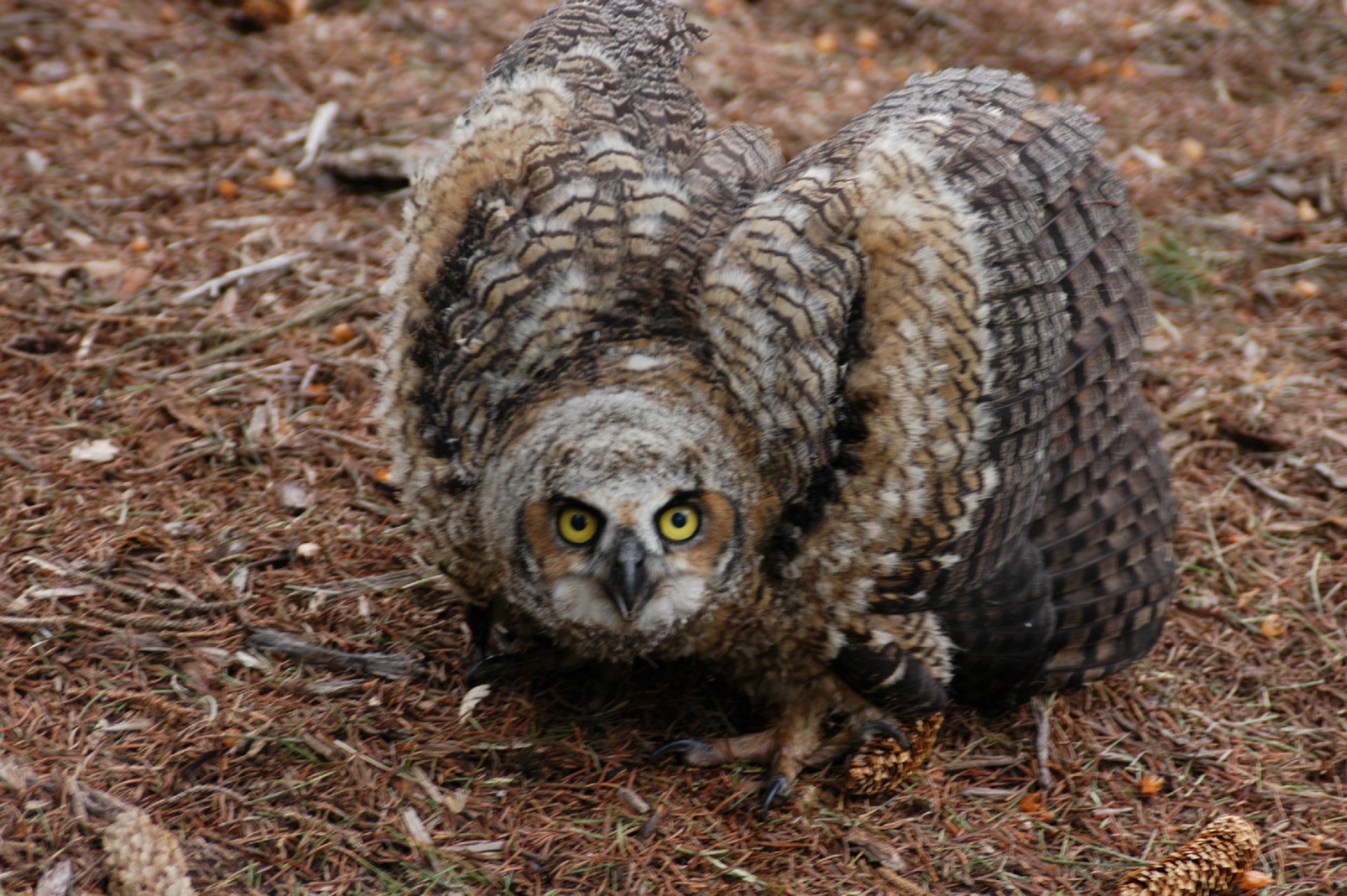 Download Animal Owl HD Wallpaper | 2256x1500 | Wallpaper Abyss
