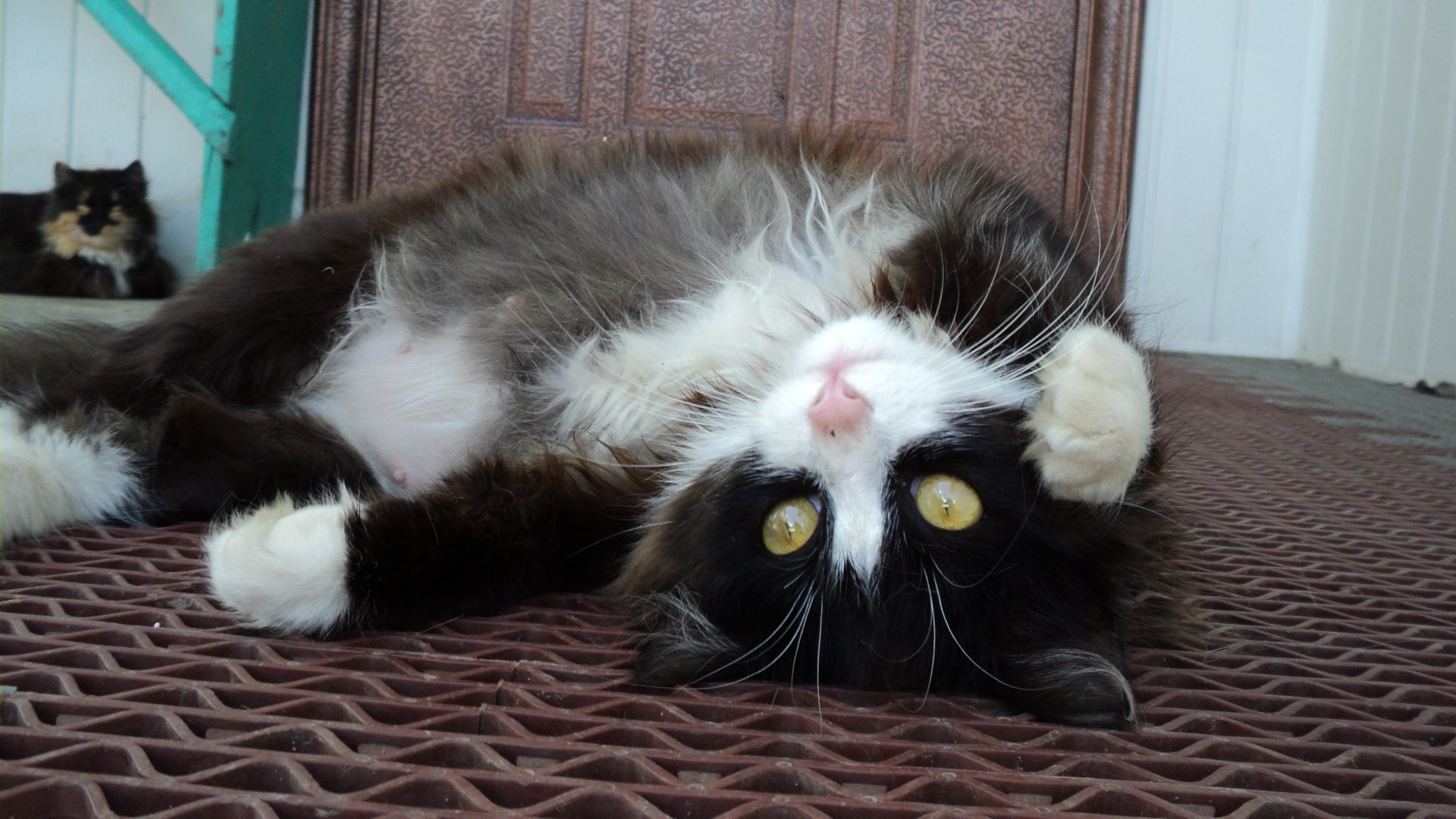 HD PC desktop wallpaper featuring a black and white cat lying on a textured surface with its head upside down, showcasing bright yellow eyes and soft fur.