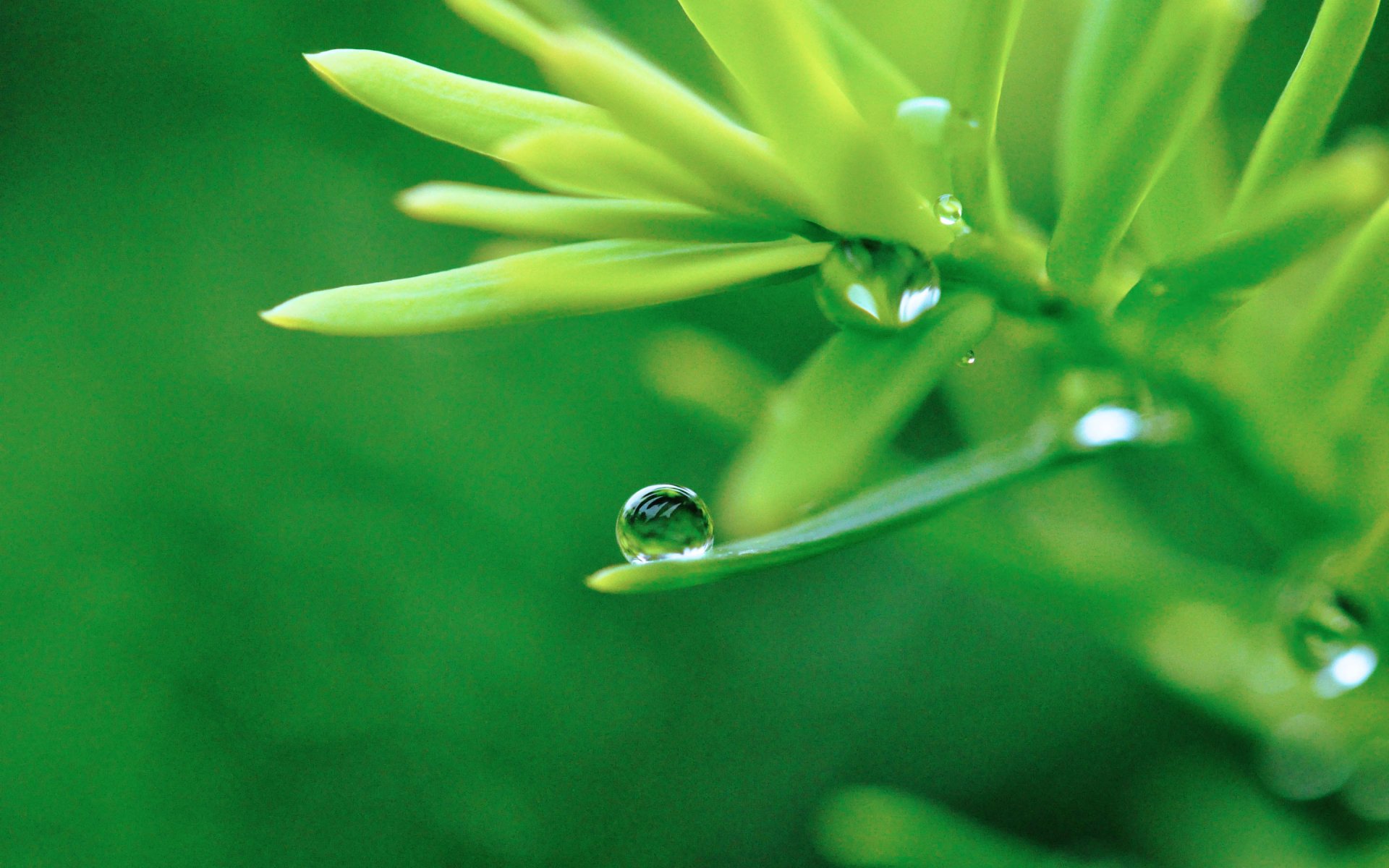 HD desktop wallpaper featuring a close-up of green foliage with clear water droplets, highlighting the beauty of nature and the freshness of dew.