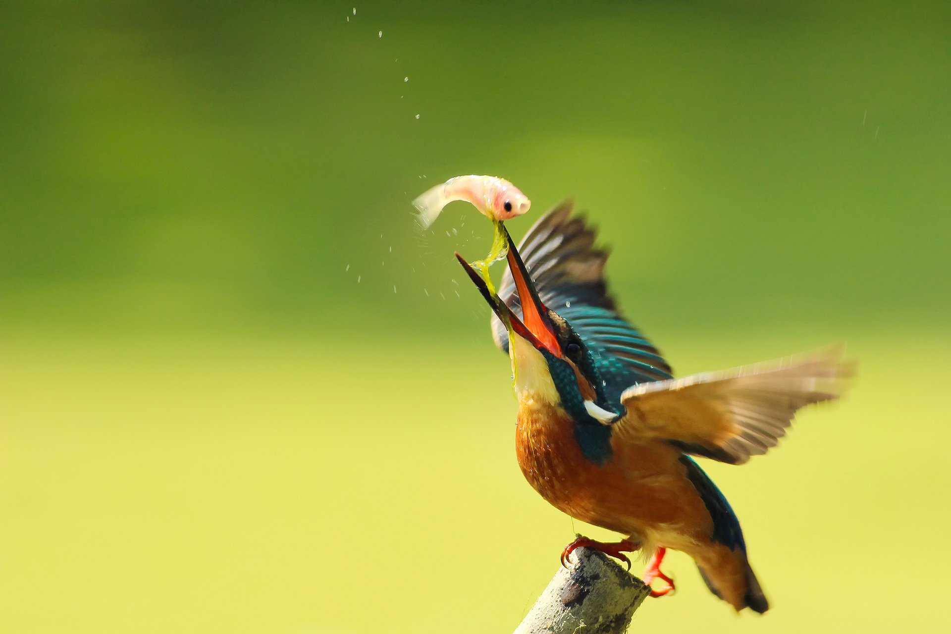 A vibrant kingfisher catches a fish in mid-air, set against a soft green background. This stunning image serves as an engaging HD PC desktop wallpaper.