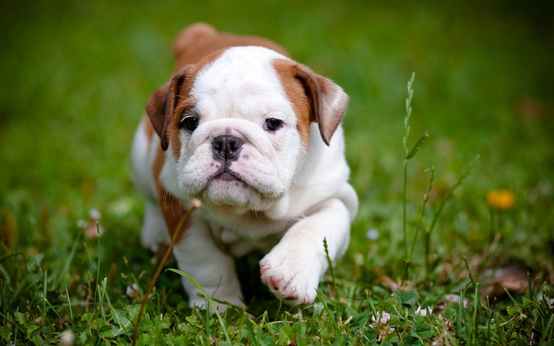 HD desktop wallpaper featuring a cute brown and white bulldog puppy walking through green grass.