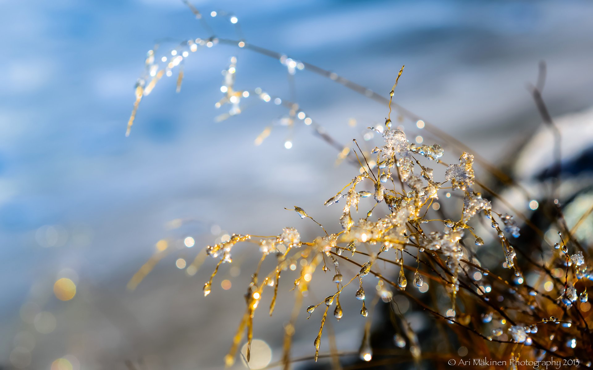 A close-up of delicate grass with shimmering water droplets against a blurred background, showcasing the beauty of nature. This vibrant HD image serves as an inspiring PC desktop wallpaper.