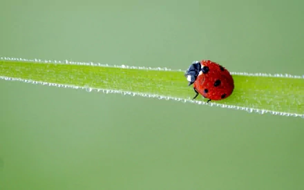 A close-up of a ladybug perched on a green blade of grass, with droplets of water glistening on its surface, creating a serene and vibrant desktop wallpaper.