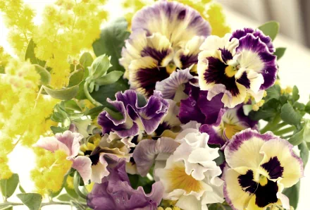 HD PC desktop wallpaper featuring a vibrant close-up of pansy flowers in natural light, showcasing their delicate petals and rich purple, yellow, and white hues.