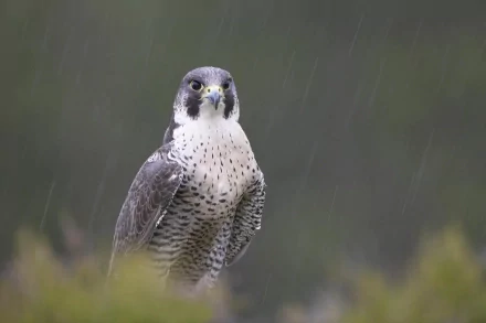 bird Animal peregrine falcon HD Desktop Wallpaper | Background Image