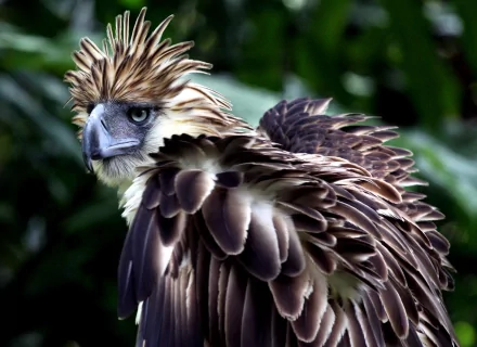 HD PC desktop wallpaper featuring a close-up of a majestic Philippine eagle with detailed feathers and intense gaze against a blurred natural background.