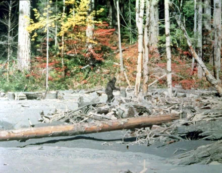 HD PC desktop wallpaper: photography of a Bigfoot figure crossing a driftwood-strewn forest beach framed by autumn foliage.
