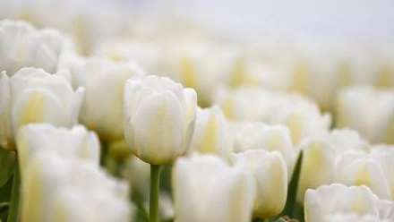 A serene HD wallpaper featuring a field of white tulips, showcasing their delicate petals against a soft background, embodying the beauty of nature.