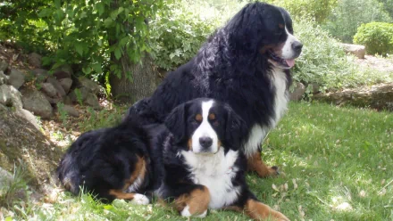 HD PC desktop wallpaper of two Bernese Mountain Dogs resting on grass beneath leafy trees, one sitting and one lying down.