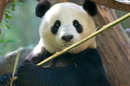 A high-definition desktop wallpaper featuring a panda holding a bamboo stick, with a natural background.