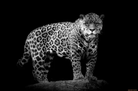 HD wallpaper and background image of a jaguar standing on a rock, illuminated dramatically against a pitch-black background.