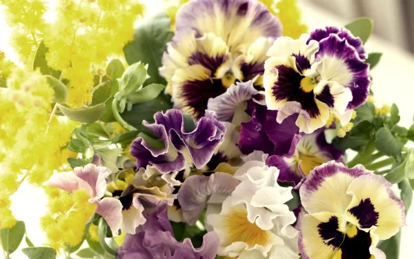 HD PC desktop wallpaper featuring a vibrant close-up of pansy flowers in natural light, showcasing their delicate petals and rich purple, yellow, and white hues.