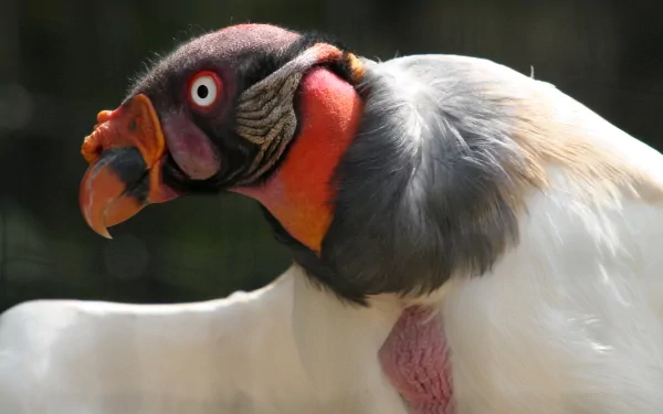 Animal vulture HD Desktop Wallpaper | Background Image