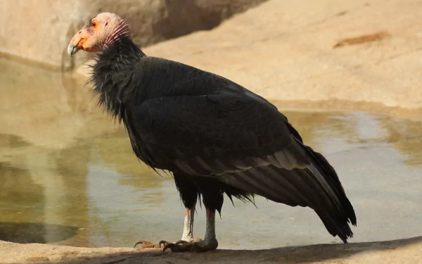 Animal california condor HD Desktop Wallpaper | Background Image