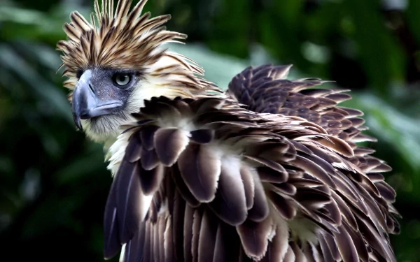 HD PC desktop wallpaper featuring a close-up of a majestic Philippine eagle with detailed feathers and intense gaze against a blurred natural background.