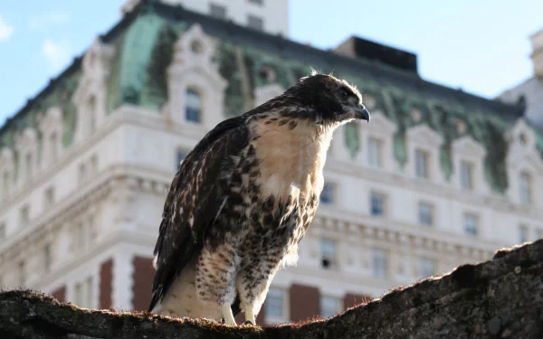 Animal hawk HD Desktop Wallpaper | Background Image