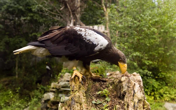 Animal bird HD Desktop Wallpaper | Background Image