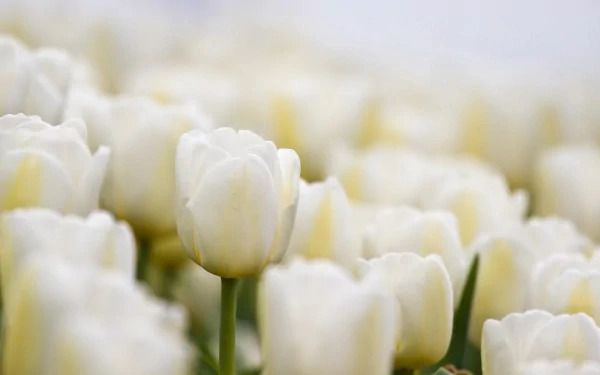 A serene HD wallpaper featuring a field of white tulips, showcasing their delicate petals against a soft background, embodying the beauty of nature.