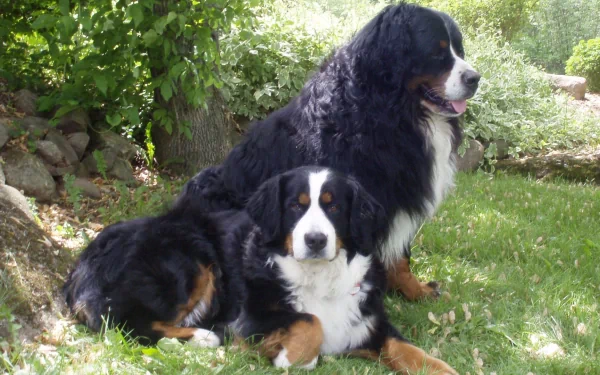 HD PC desktop wallpaper of two Bernese Mountain Dogs resting on grass beneath leafy trees, one sitting and one lying down.