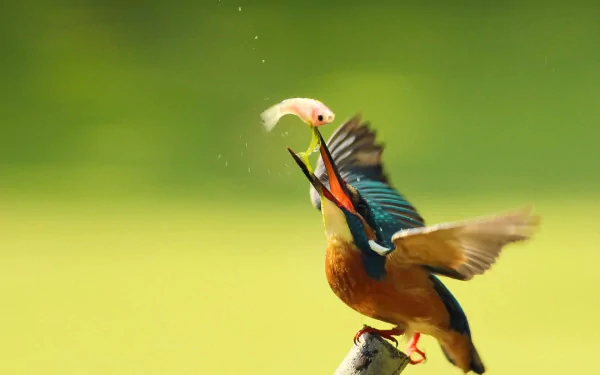 A vibrant kingfisher catches a fish in mid-air, set against a soft green background. This stunning image serves as an engaging HD PC desktop wallpaper.