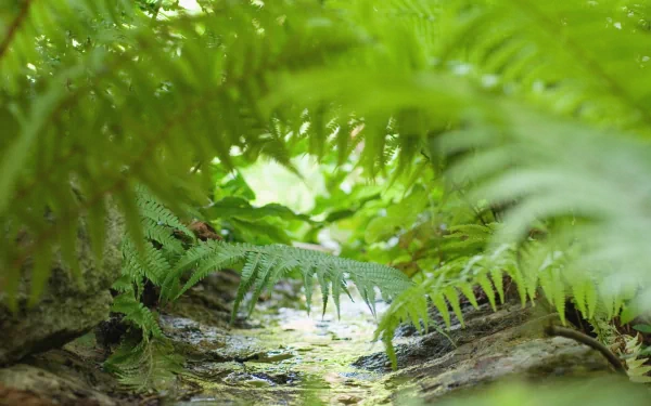 nature fern HD Desktop Wallpaper | Background Image