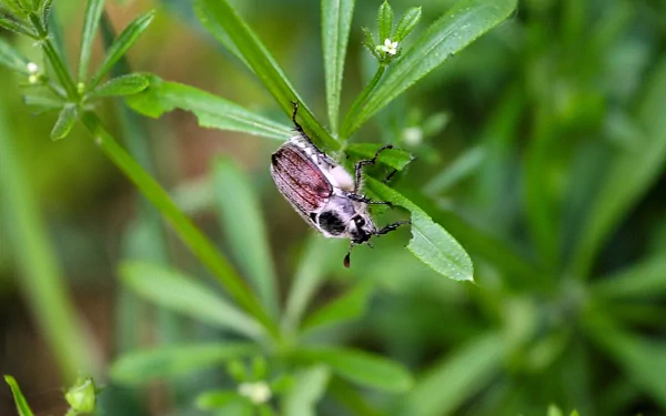 Close-up HD desktop wallpaper of a beetle perched on green leaves, showcasing intricate details of the insect against a vibrant natural background.