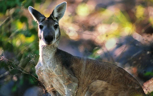 A serene kangaroo gazes into the distance, surrounded by lush greenery, making for a captivating HD PC desktop wallpaper and background.