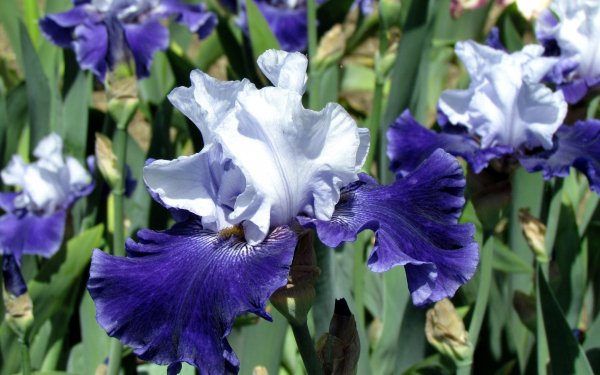 Earth Iris Flowers HD Wallpaper | Background Image