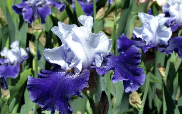 nature iris HD Desktop Wallpaper | Background Image