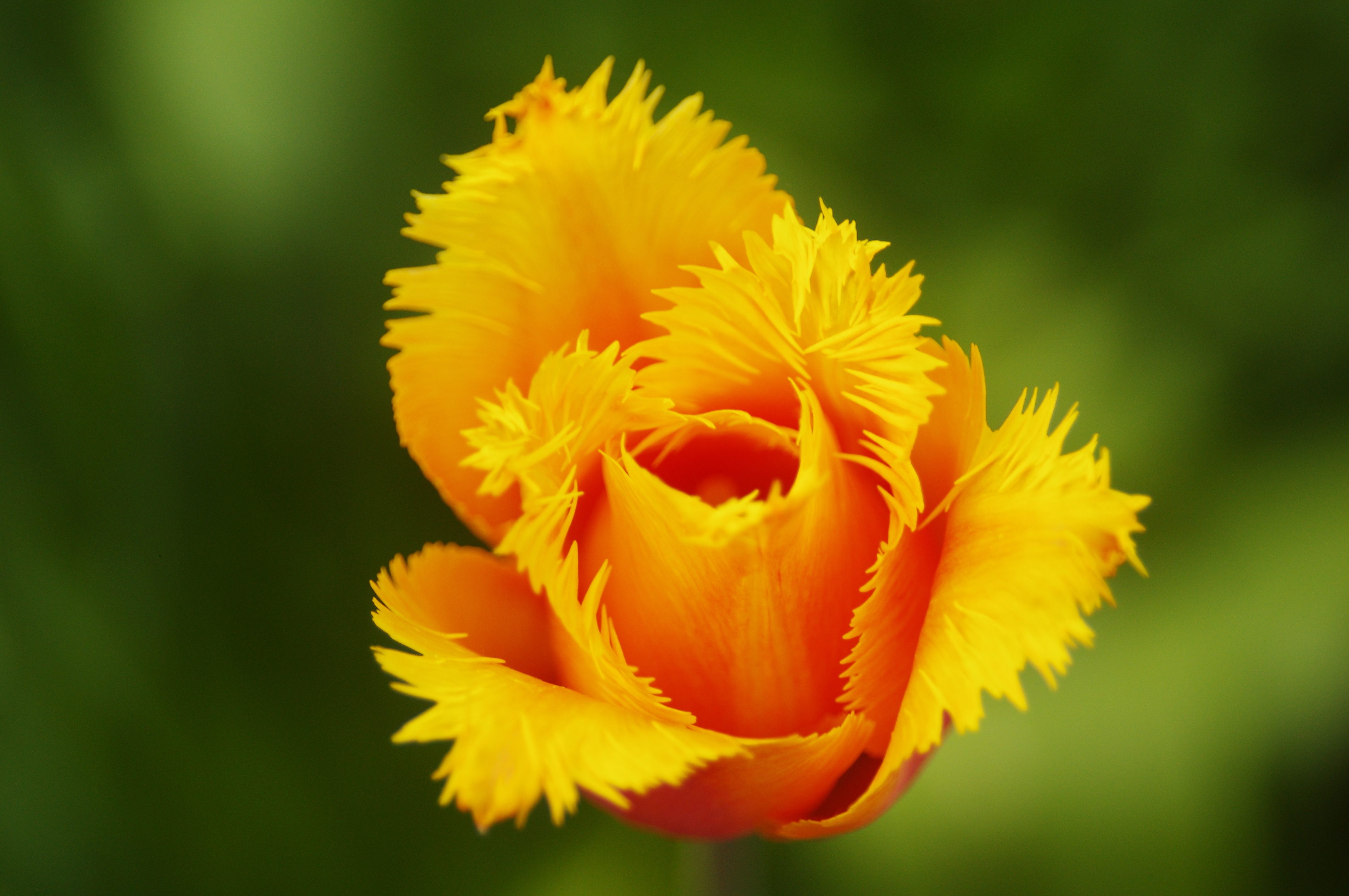 Download Flower Nature Tulip 4k Ultra HD Wallpaper