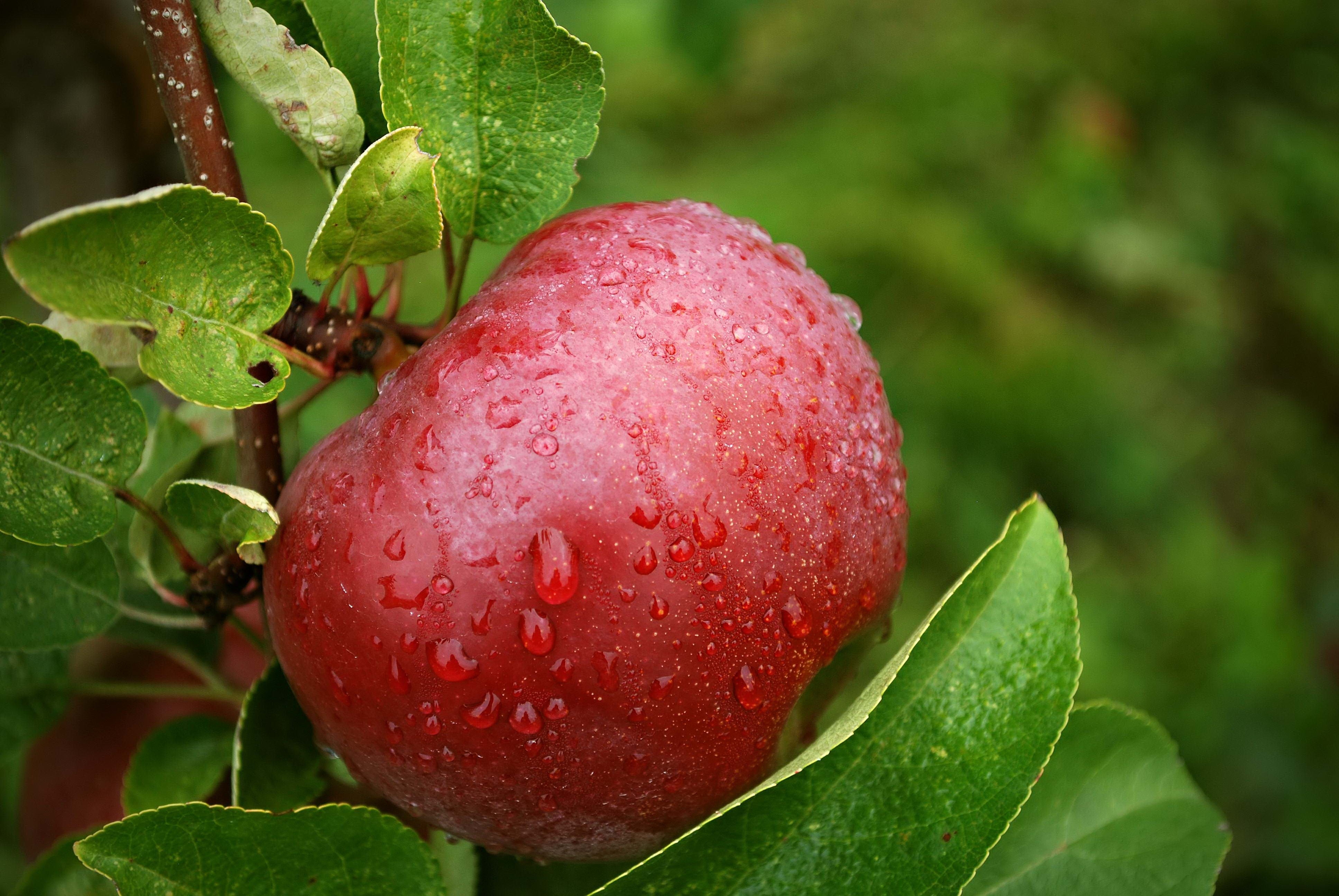 Food Apple 4k Ultra HD Wallpaper