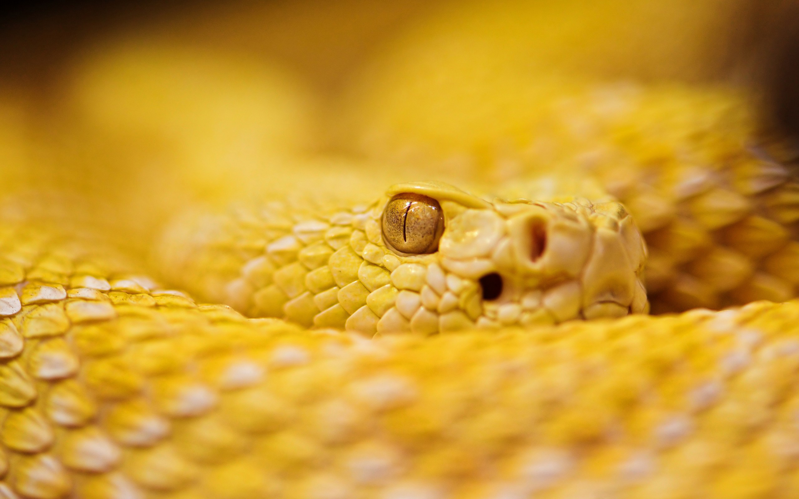 Snake HD Wallpaper | Background Image | 2560x1600 | ID:407483 - Wallpaper Abyss