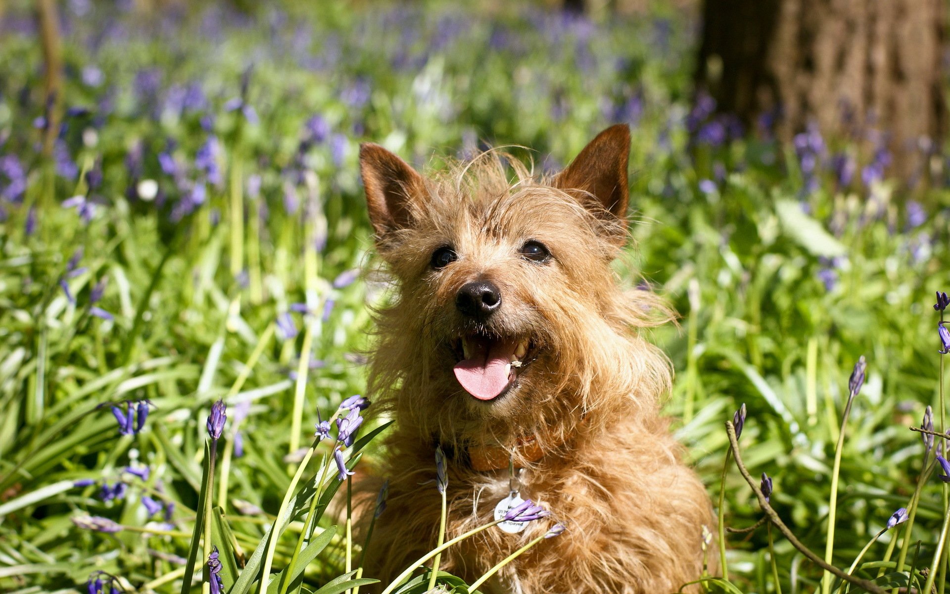 HD desktop wallpaper featuring a happy, fluffy dog sitting among green grass and purple wildflowers in a sunlit outdoor setting.