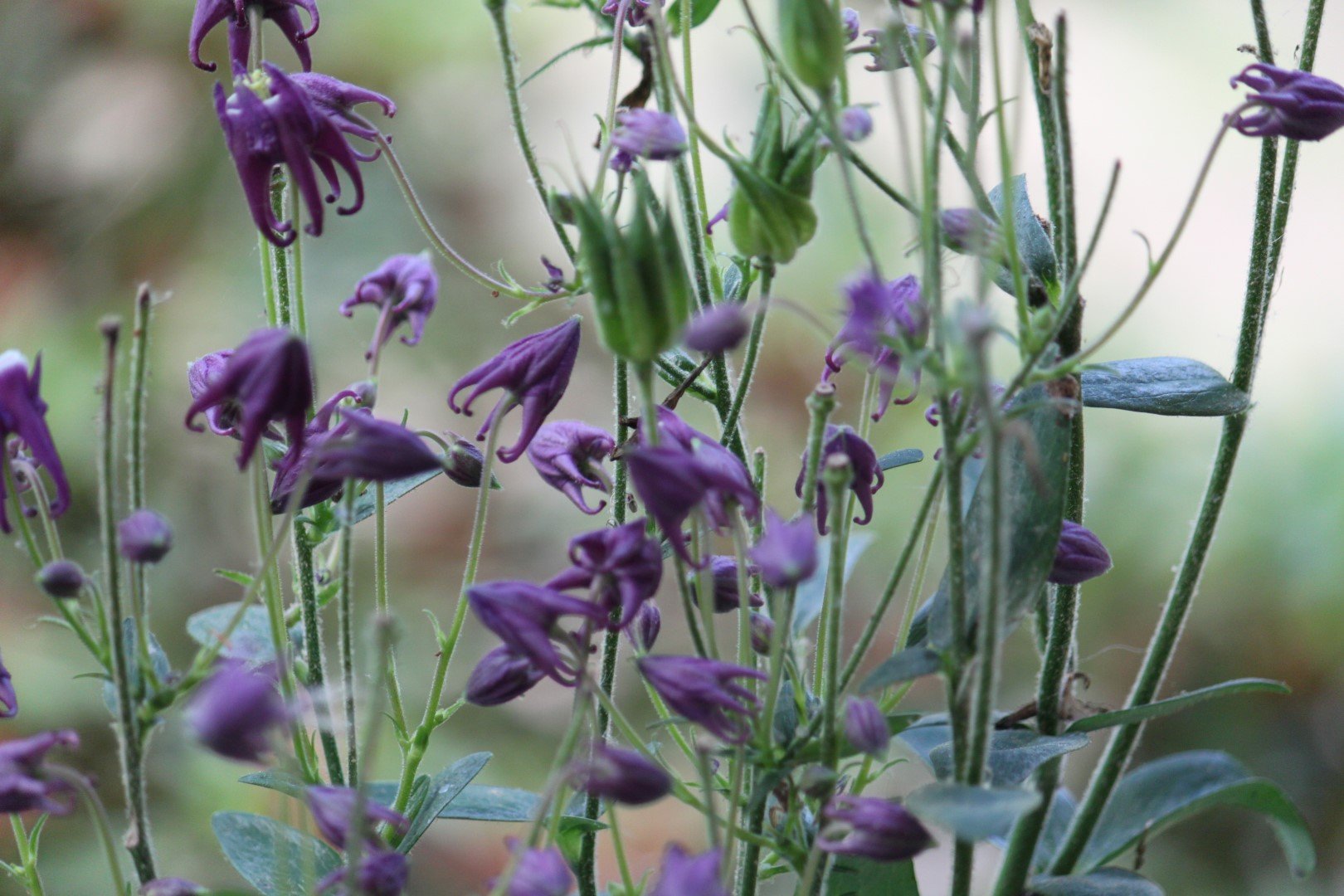 Barbara Barlow by 3brb55