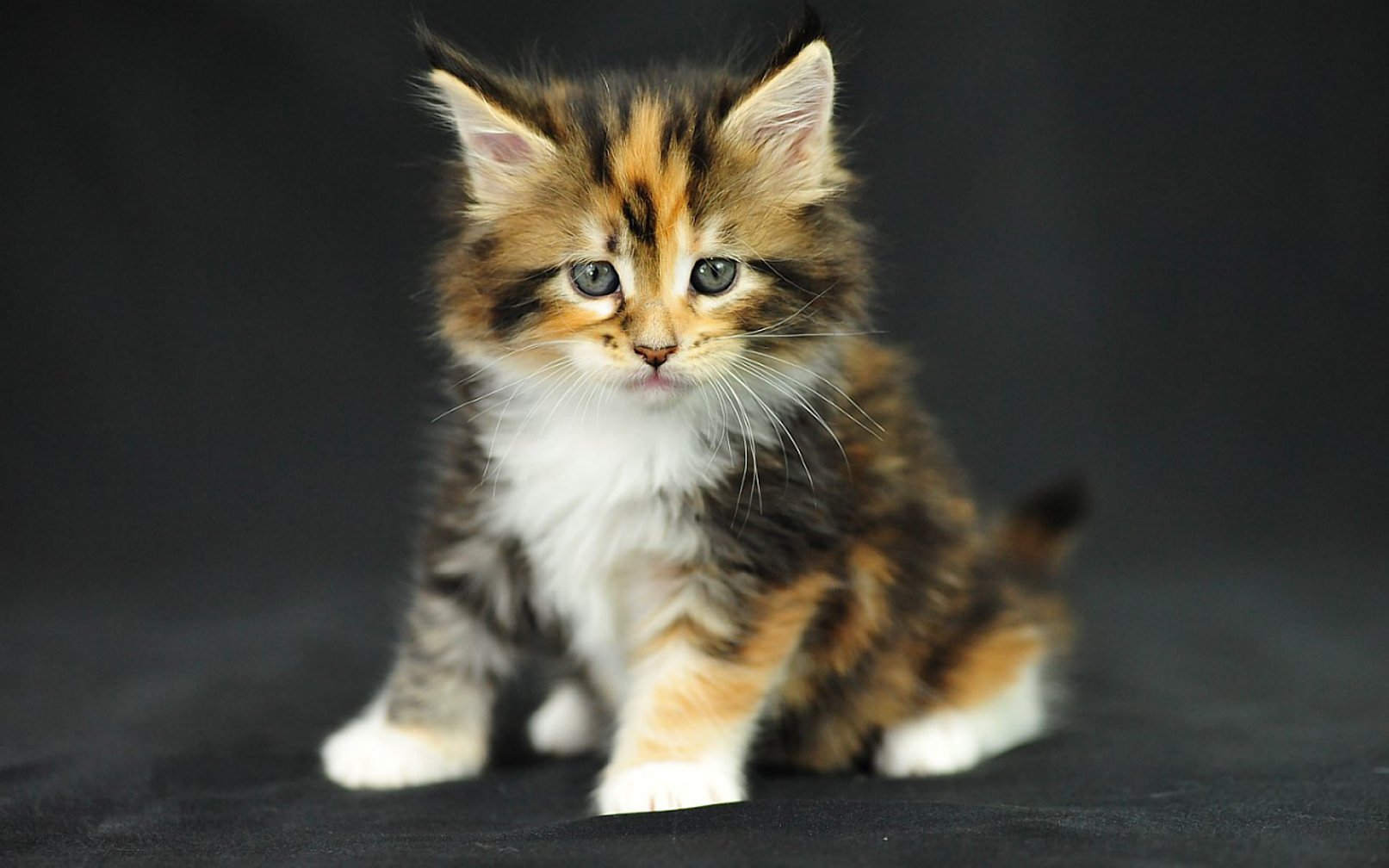 Мейн кун трехцветный котенок. Сибирская кошка трехцветная короткошерстная. Сибирская Калико кошка. Норвежская Лесная кошка Калико. Купикот