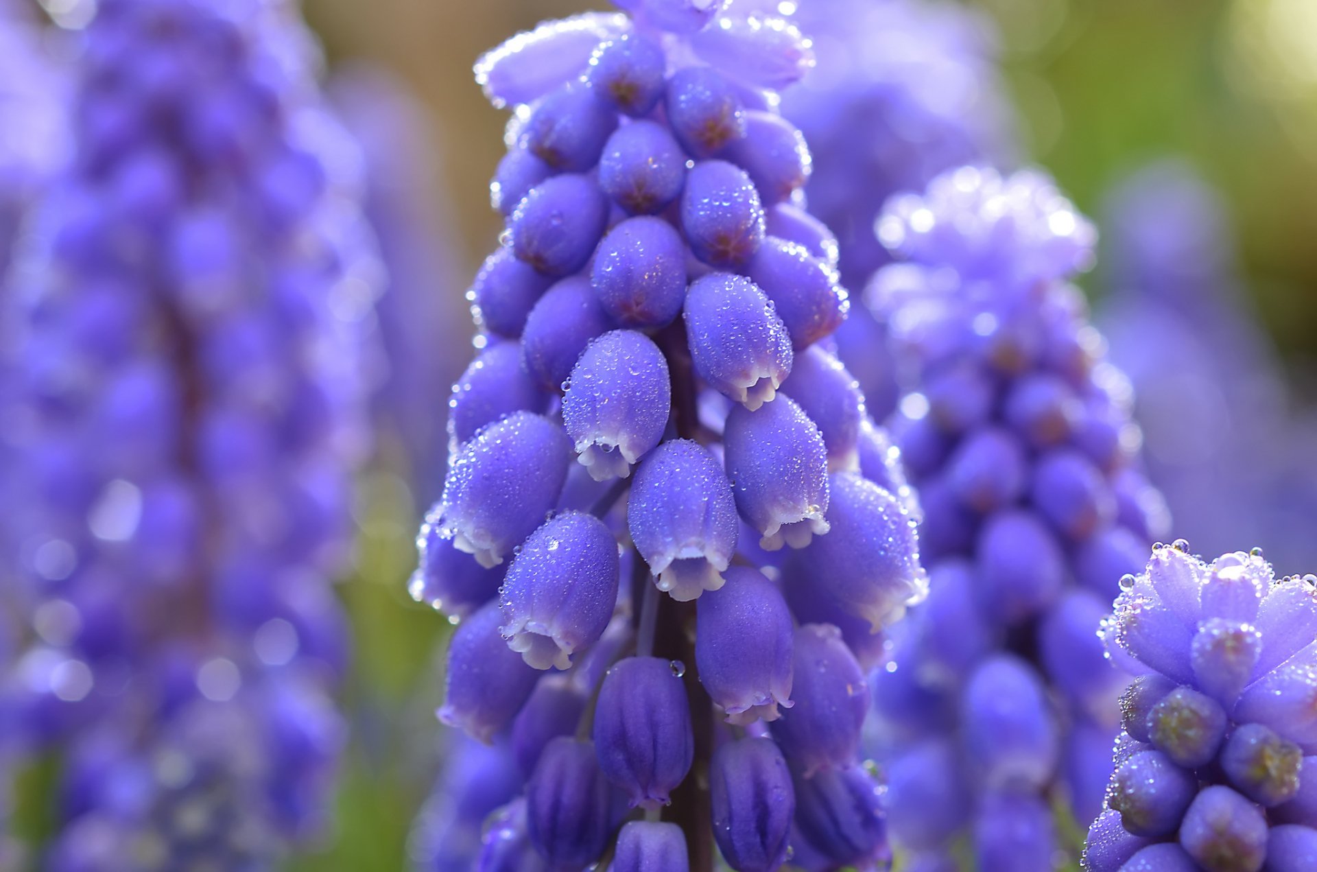 A close-up of vibrant purple flowers adorned with dew drops, showcasing the beauty of nature in a high-definition desktop wallpaper.