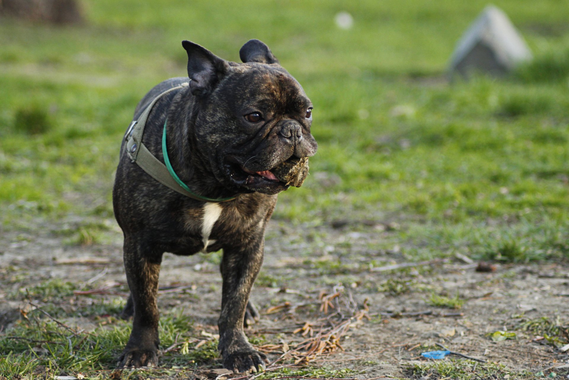 A brindle French bulldog standing outdoors on grass, captured in sharp detail for a 4K Ultra HD PC desktop wallpaper and background.