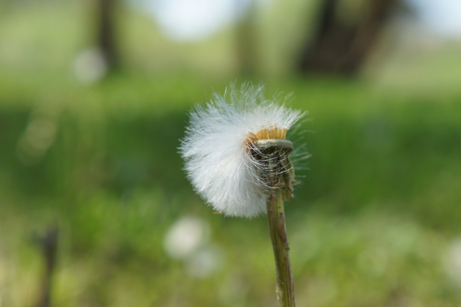 Close-up of a dandelion seedhead with soft green bokeh meadow — 4K Ultra HD PC desktop wallpaper and nature background.