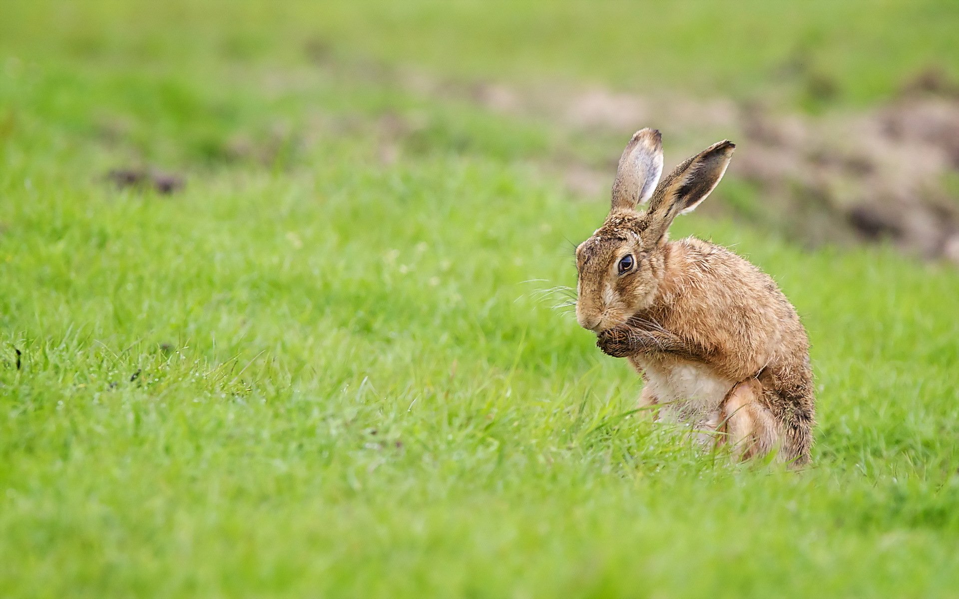 Download Animal Hare Hd Wallpaper