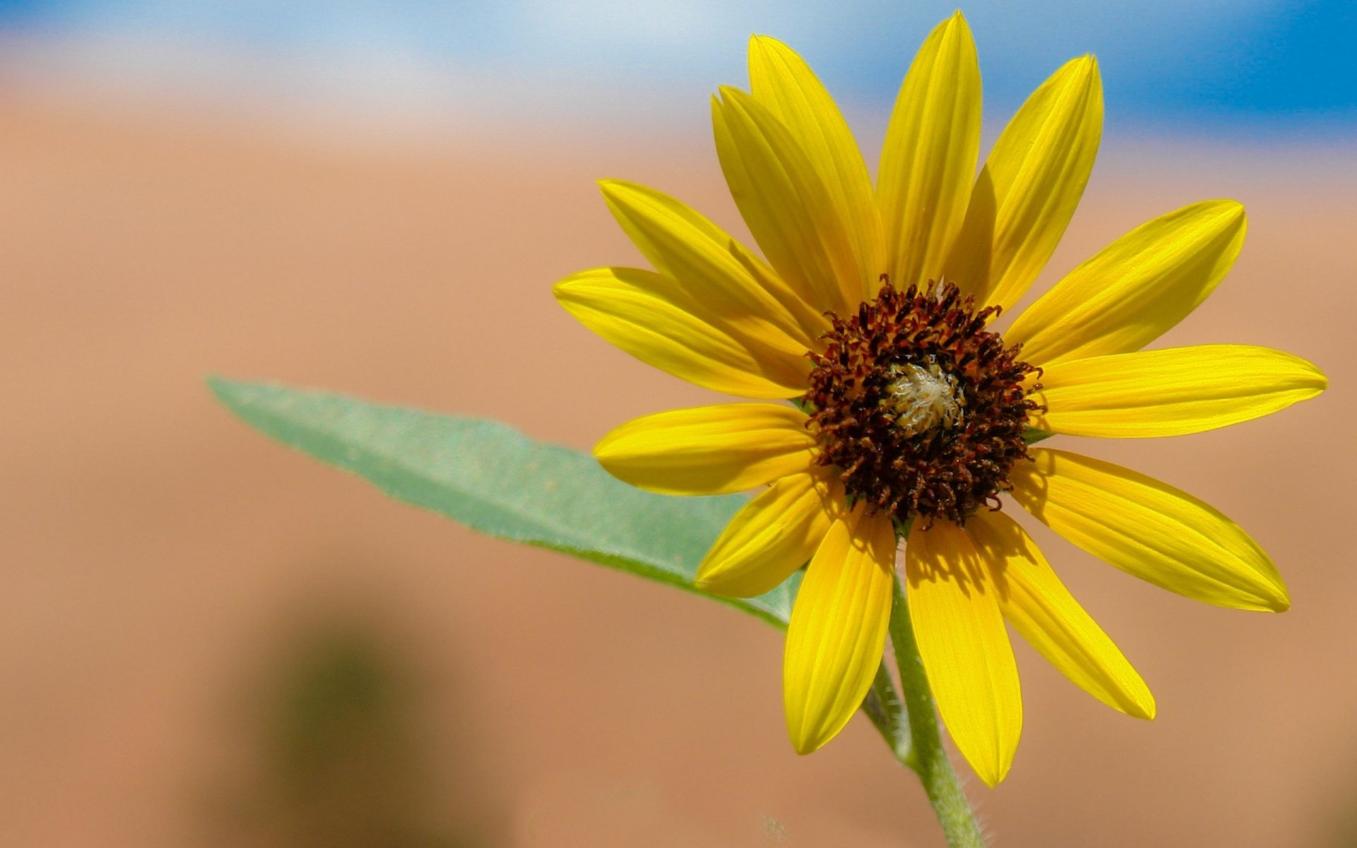 Download Nature Sunflower HD Wallpaper