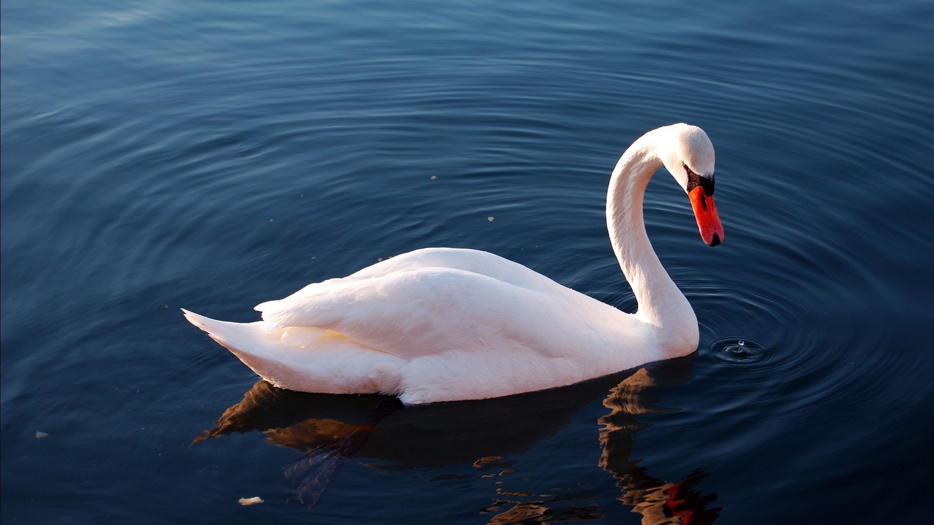 A serene mute swan glides gracefully across calm waters, showcasing its elegant silhouette. This HD image serves as a stunning desktop wallpaper and background.