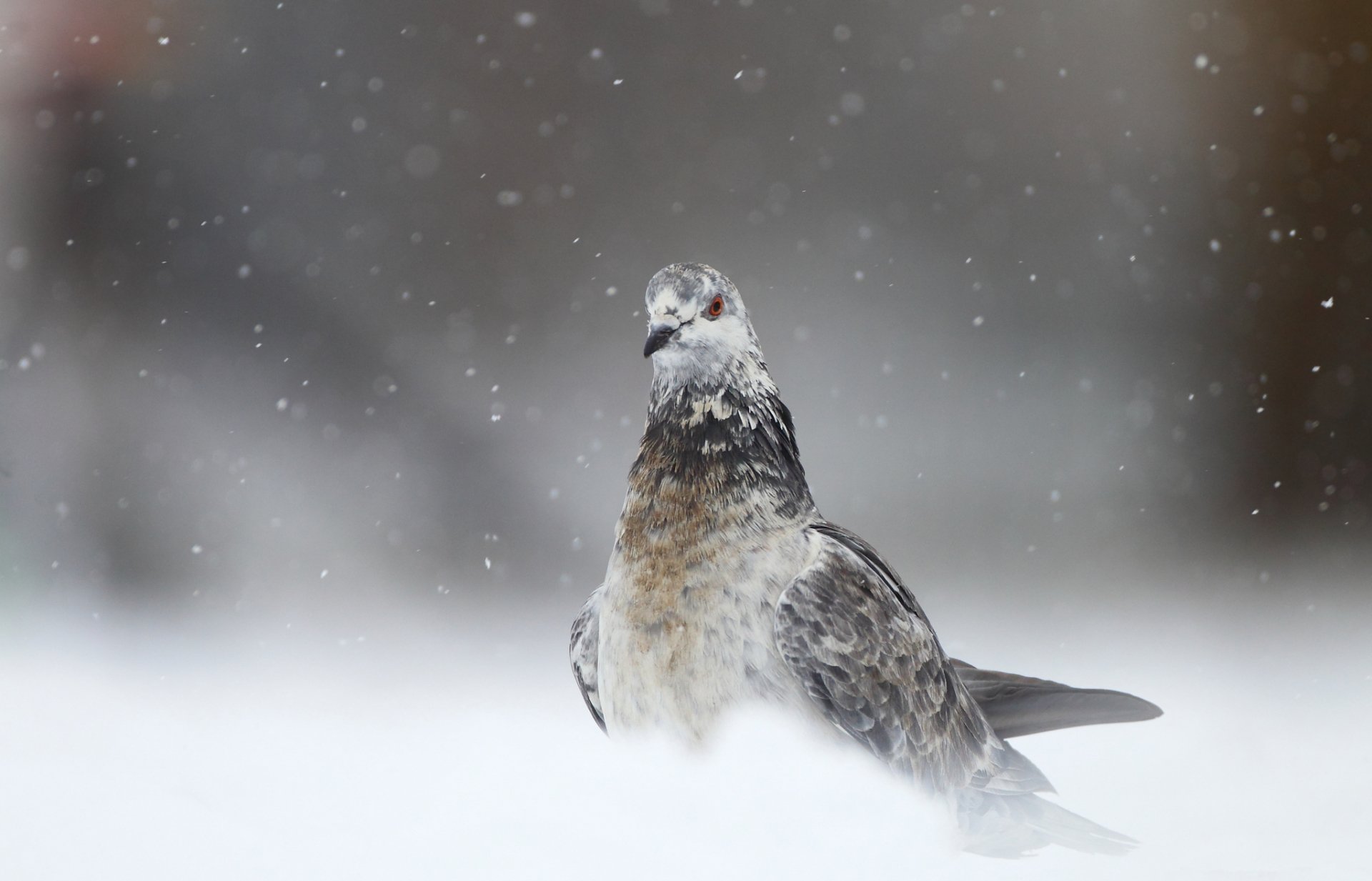 A solitary pigeon stands amidst falling snow, capturing a serene moment in nature. This high-definition image serves as a beautiful desktop wallpaper.